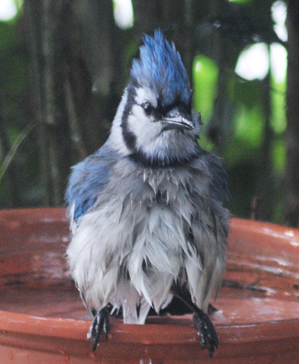 A blue jay making a splash during a hot summer day