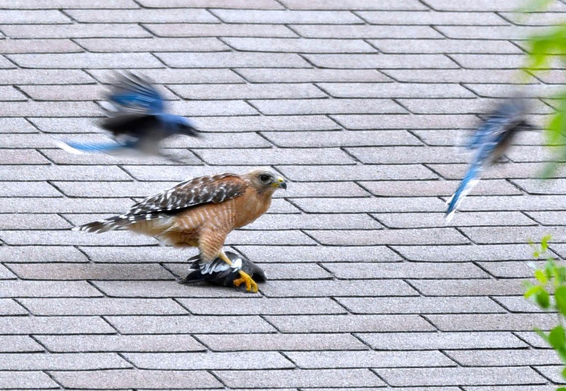 A red-shouldered hawk snatches a white-winged dove