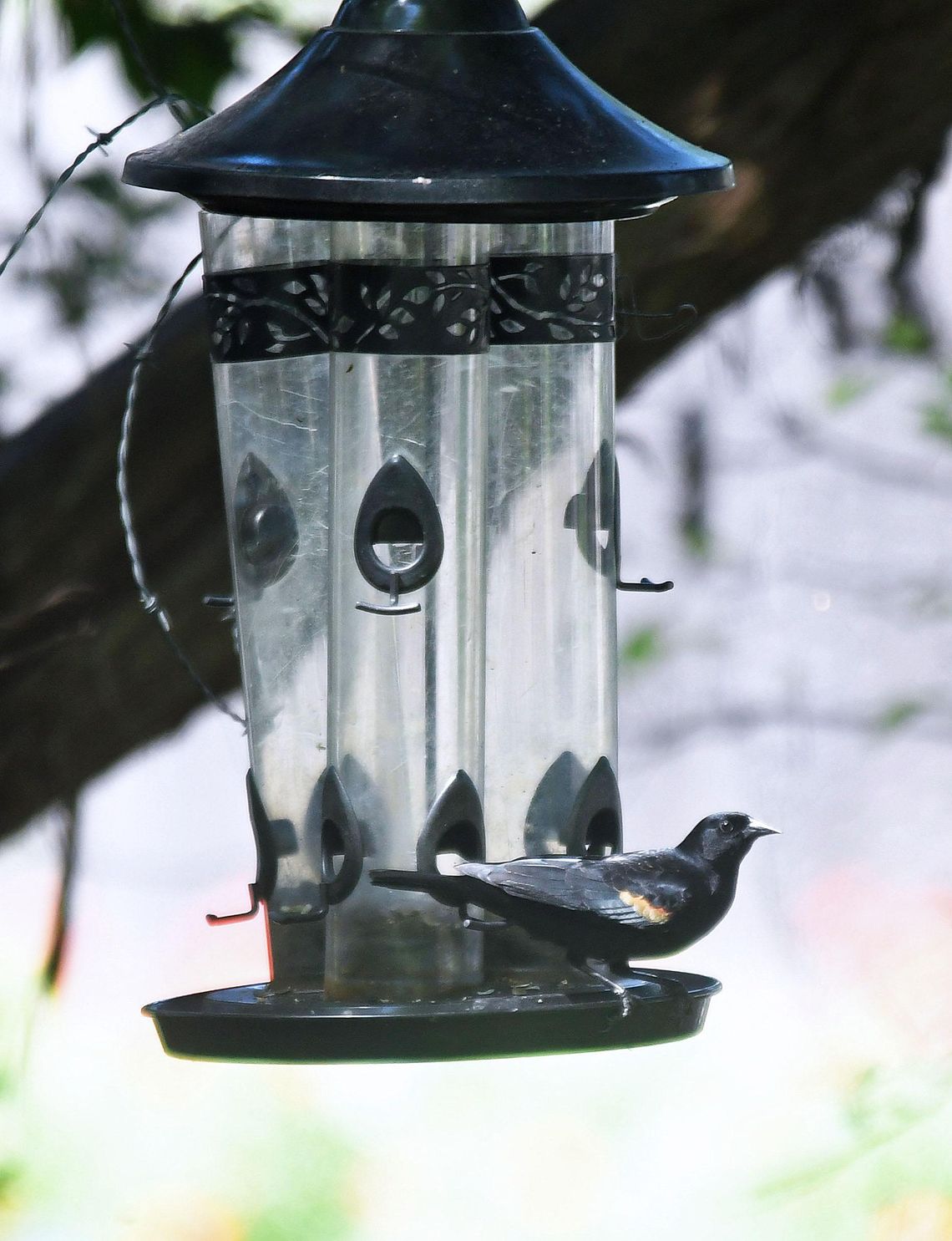 A Red-Winged Blackbird, from my bay window