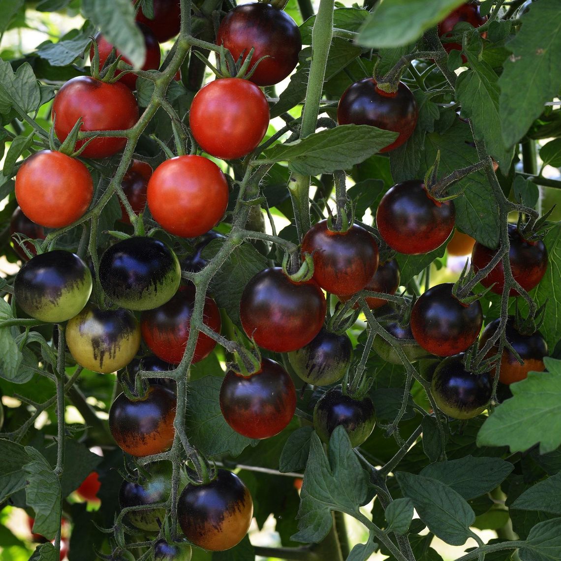 Add color & flavor to gardens & meals with tomatoes