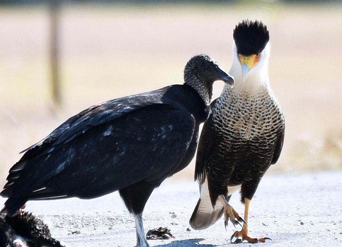 An I-35 showdown between caracaras and vultures