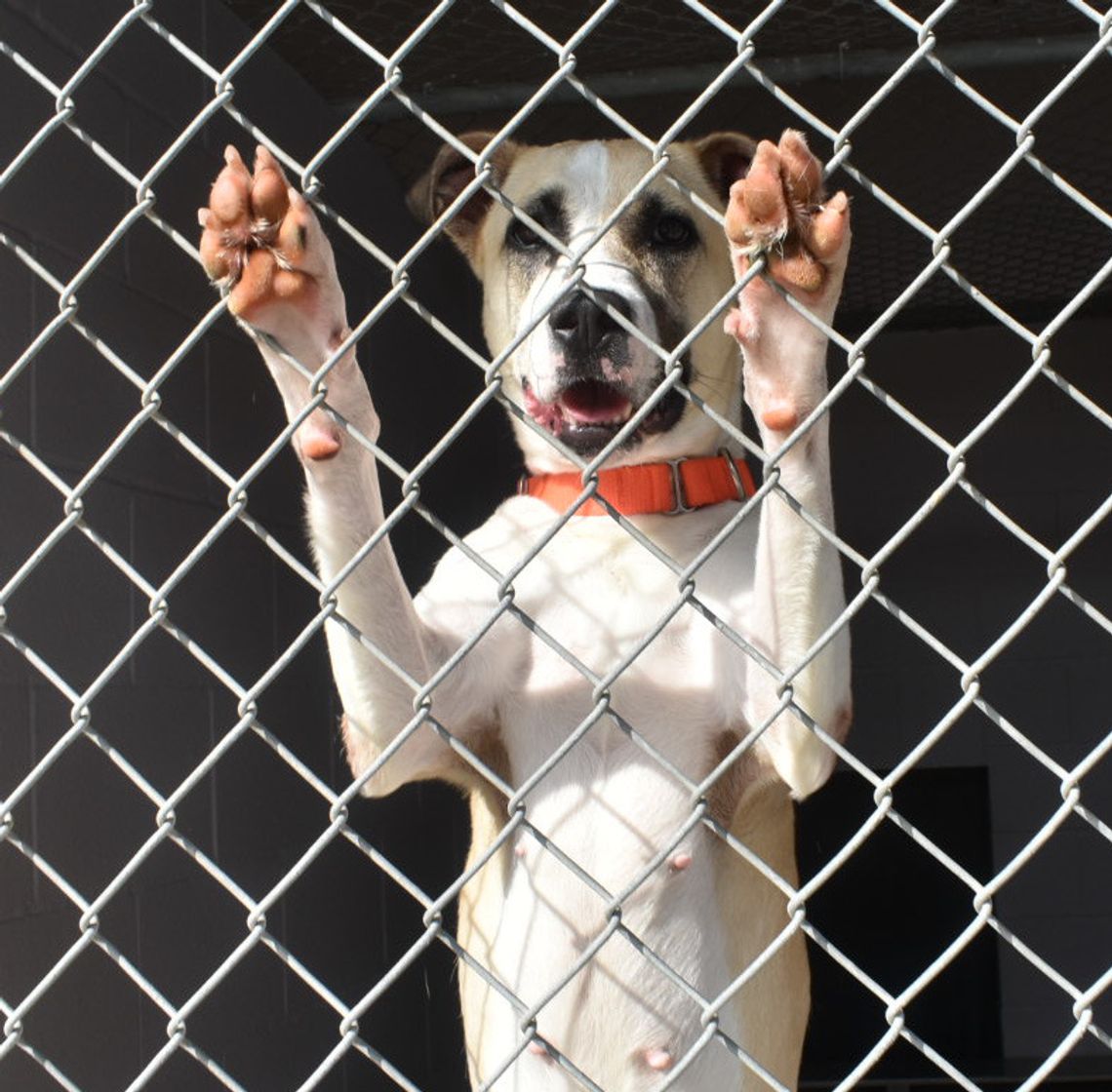 Animal Shelter celebrates ‘Clear the Shelters’ with free adoptions