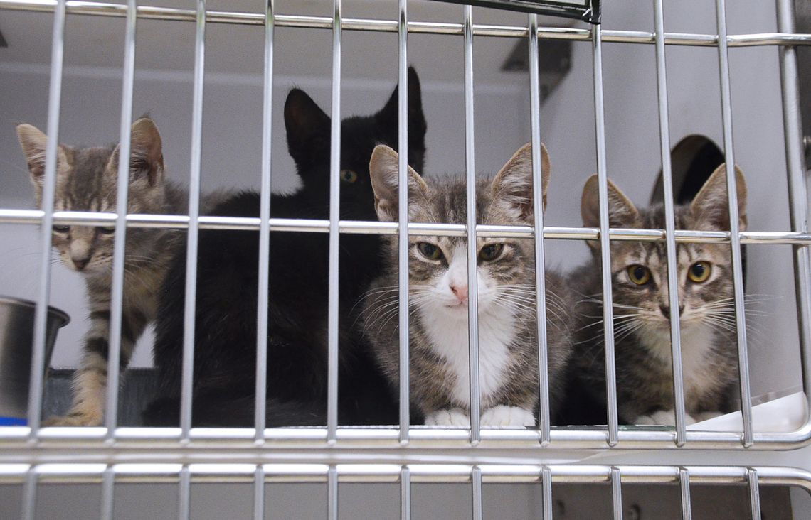 Animal shelter encourages community help Animal shelter encourages community help