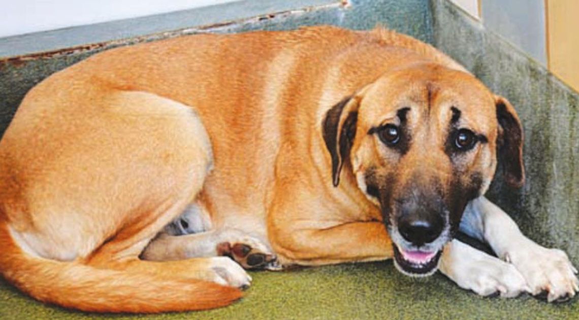 Animal Shelter reaches holiday adoption goal