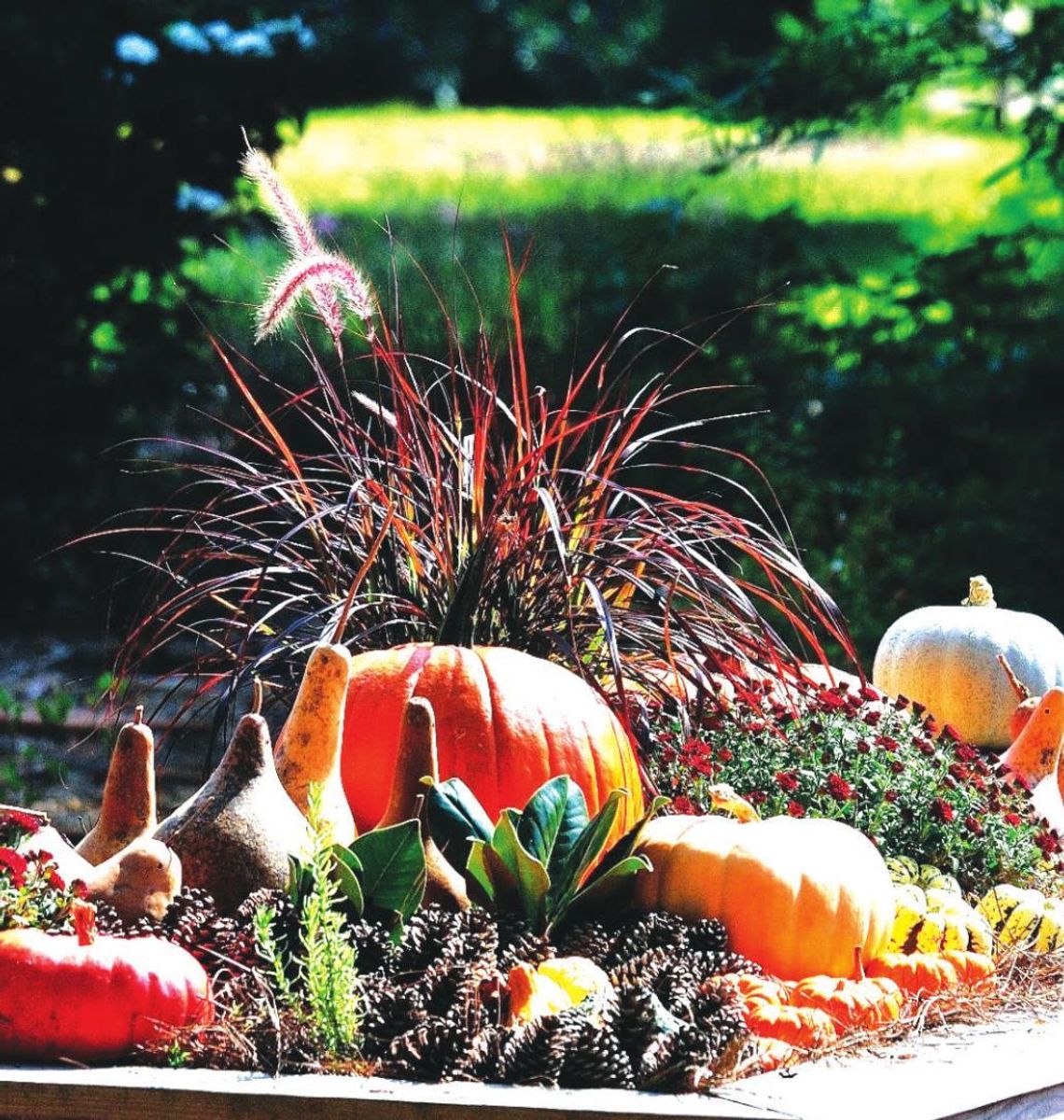 Belgian Mums thrill with fall performance