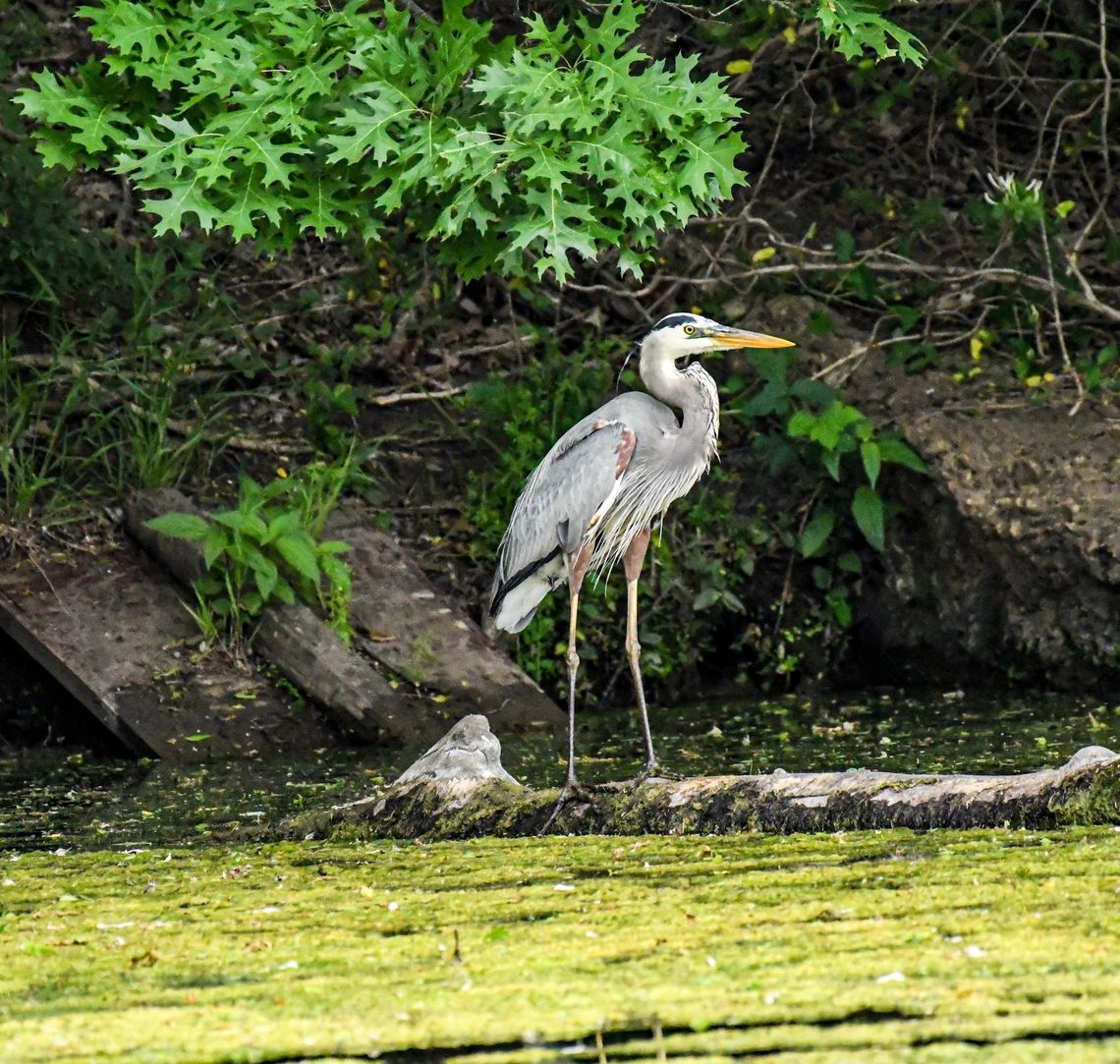 BIRDS OF SPRING LAKE