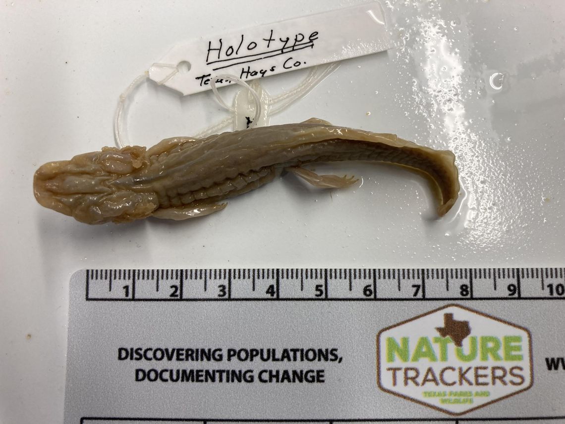 Blanco Blind Salamander not considered under  Endangered Species Act