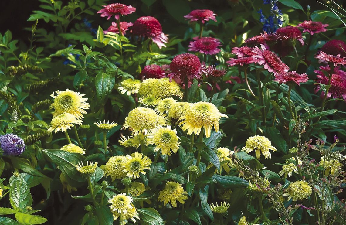 Butter pecan and raspberry beret: Like dessert for the garden