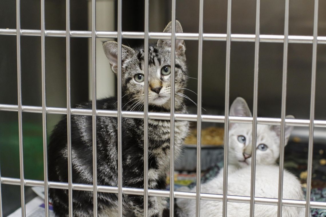 Cat adoptions on hold following  possible outbreak