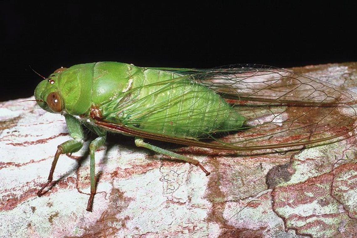 Cicadas and Cicada Killer Wasps on the rise