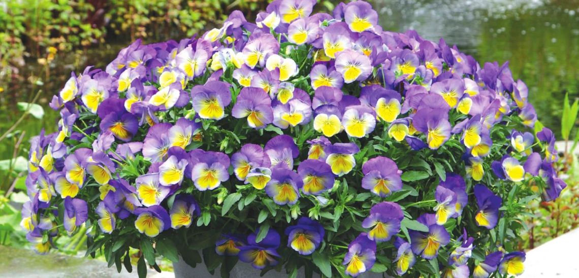 Cool Wave Pansies