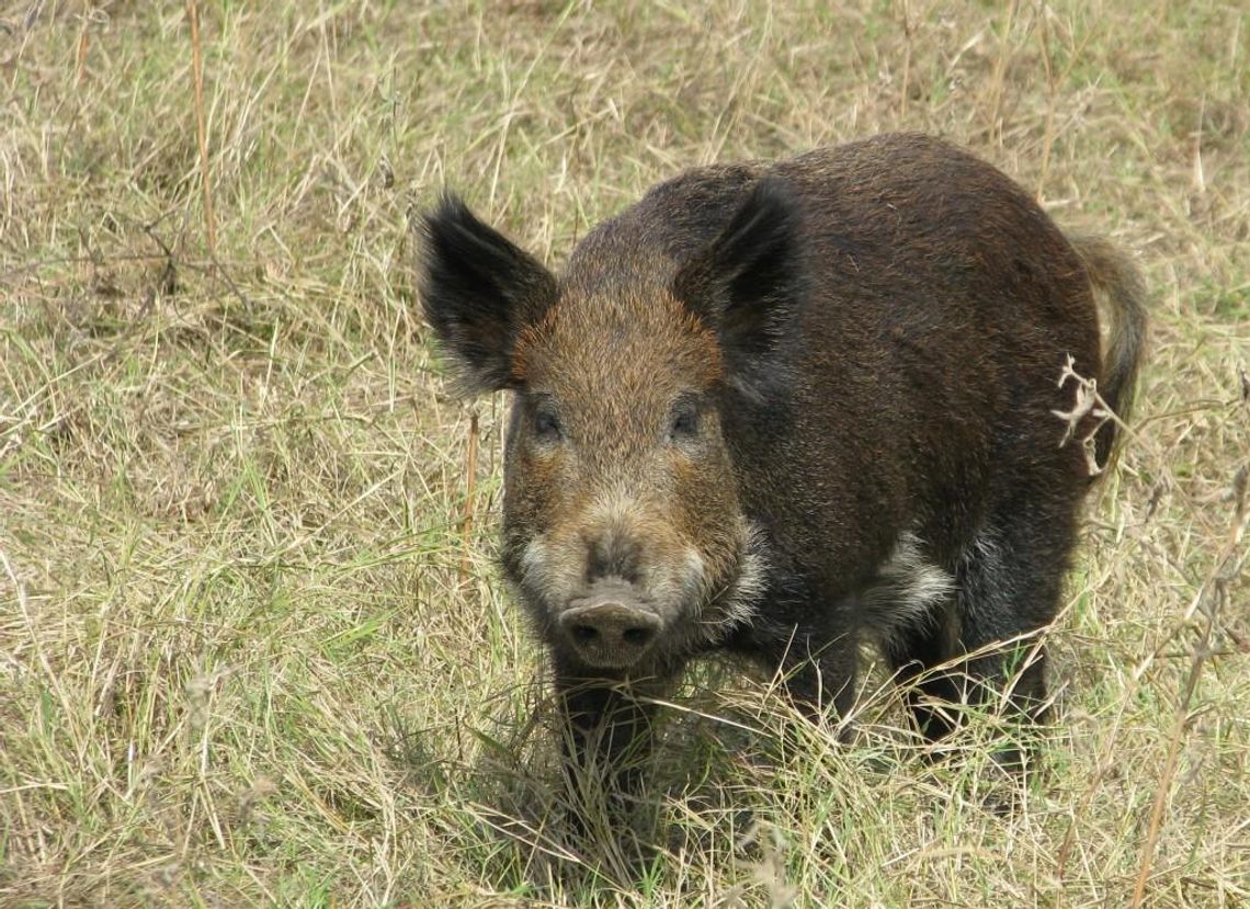 Counties pursue different plans for feral hog control