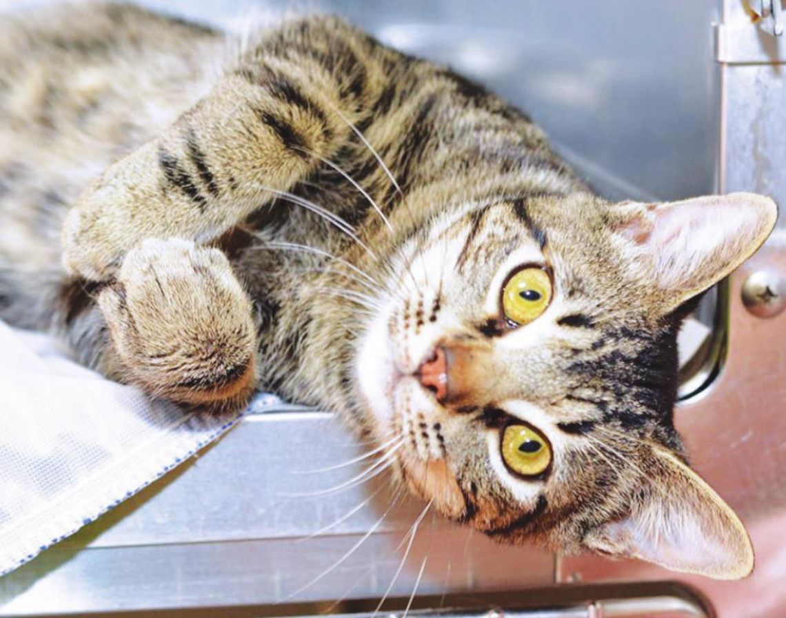 County urges residents to spay, neuter pets during Spay/Neuter Awareness Month