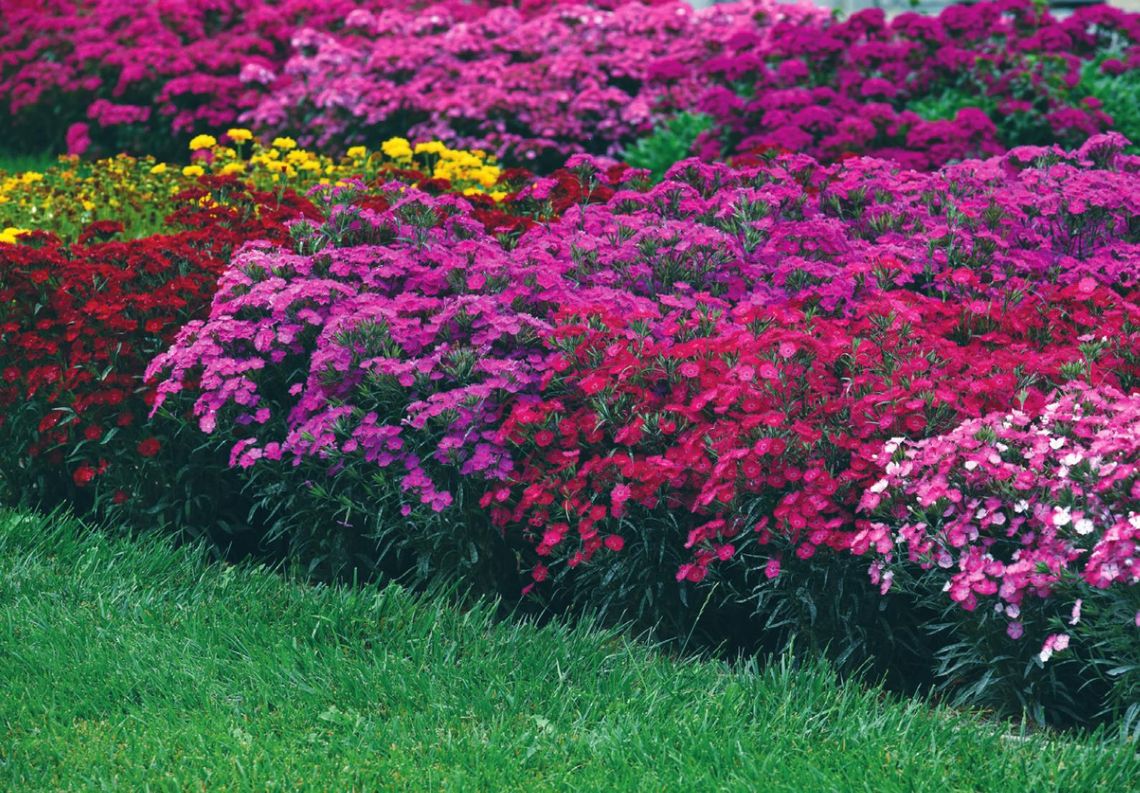 Dianthus looks to be absolutely ‘rockin’ for fall