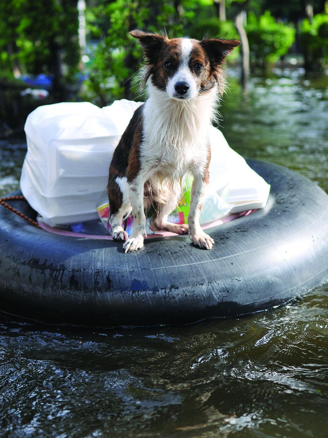 Emergency preparedness tips for pet safety