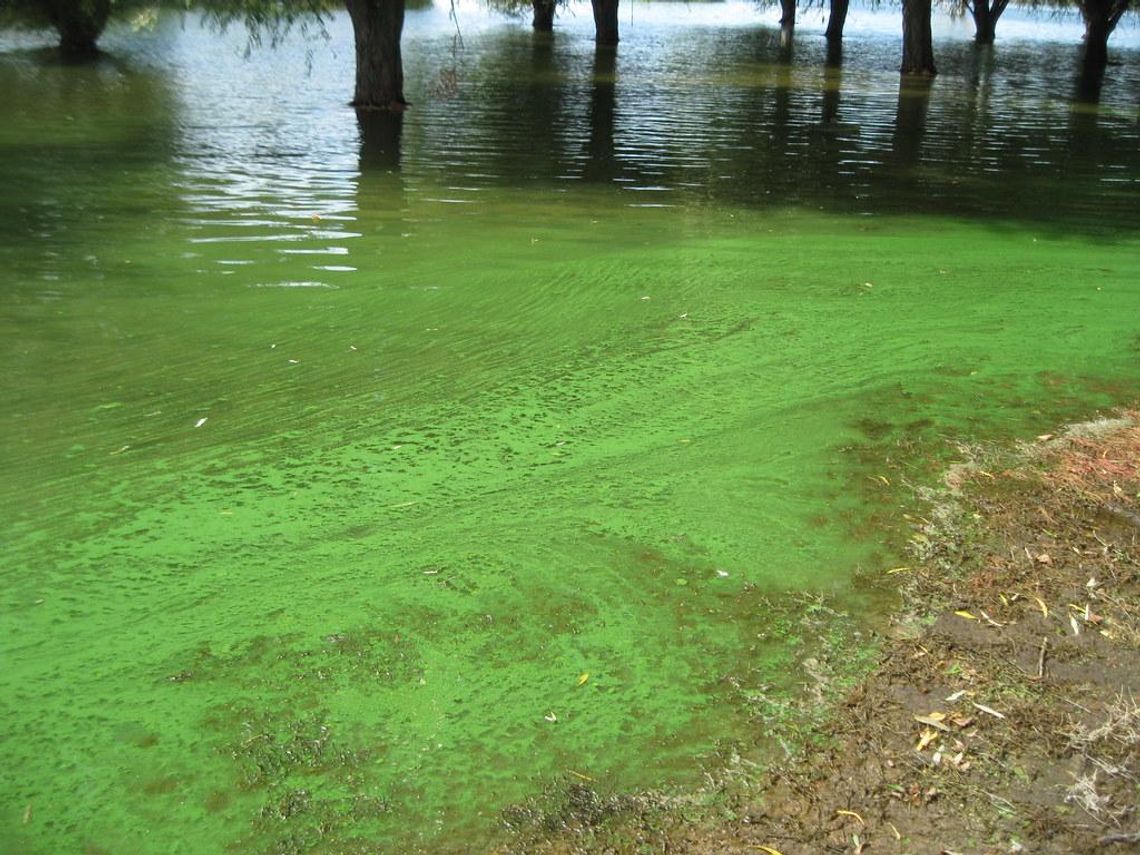 Experts say little concern for blue-green algae in San Marcos River