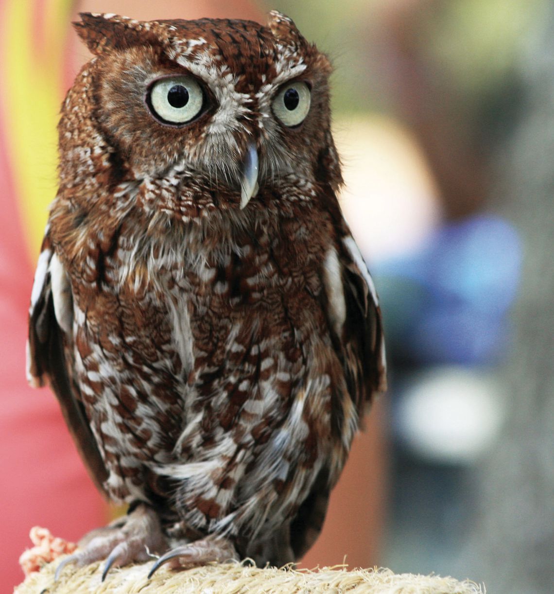 Exploring Nature: A Parliament of Owls