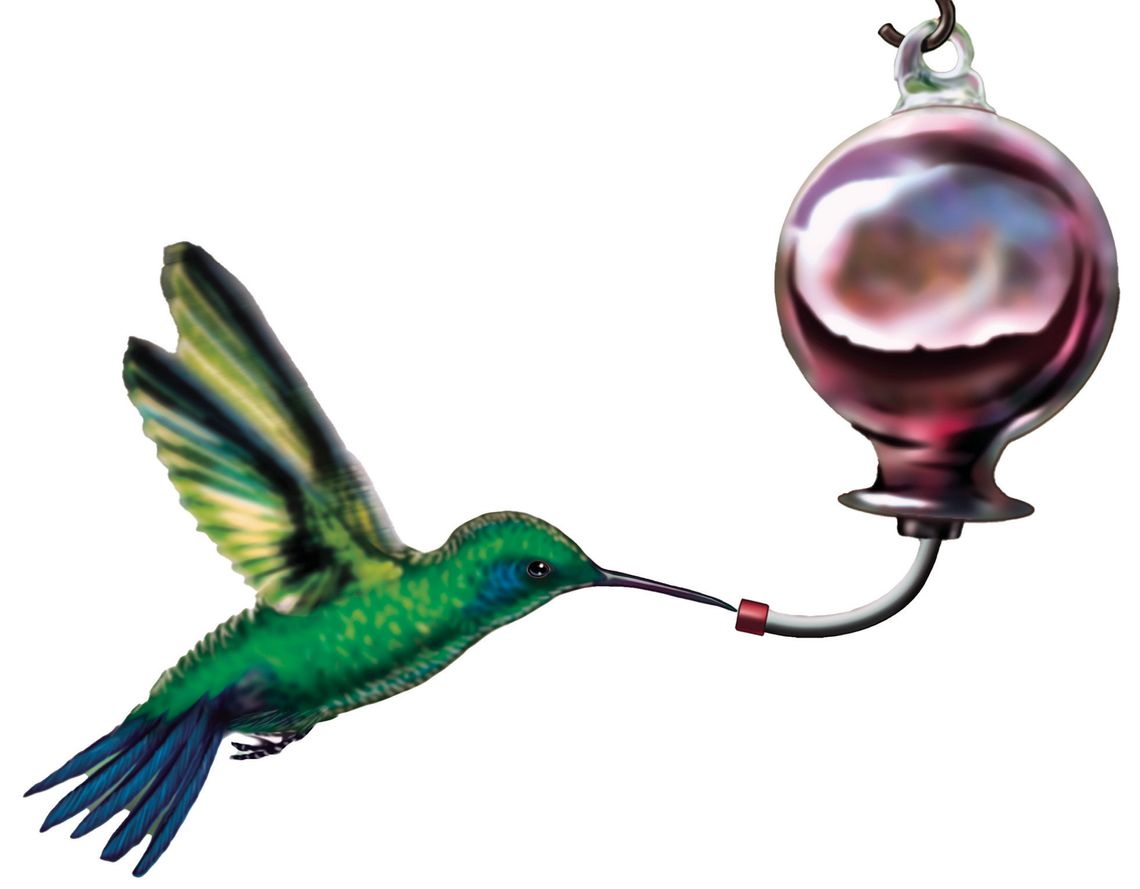 Exploring Nature: All About Hummingbirds, Part 2