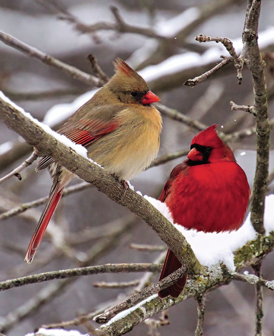Exploring Nature: Backyard bird count