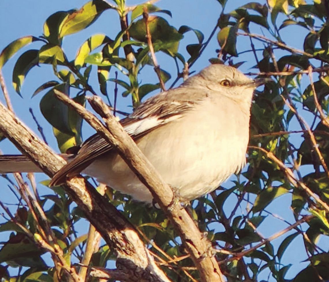 Exploring Nature: ‘Bird Brain’