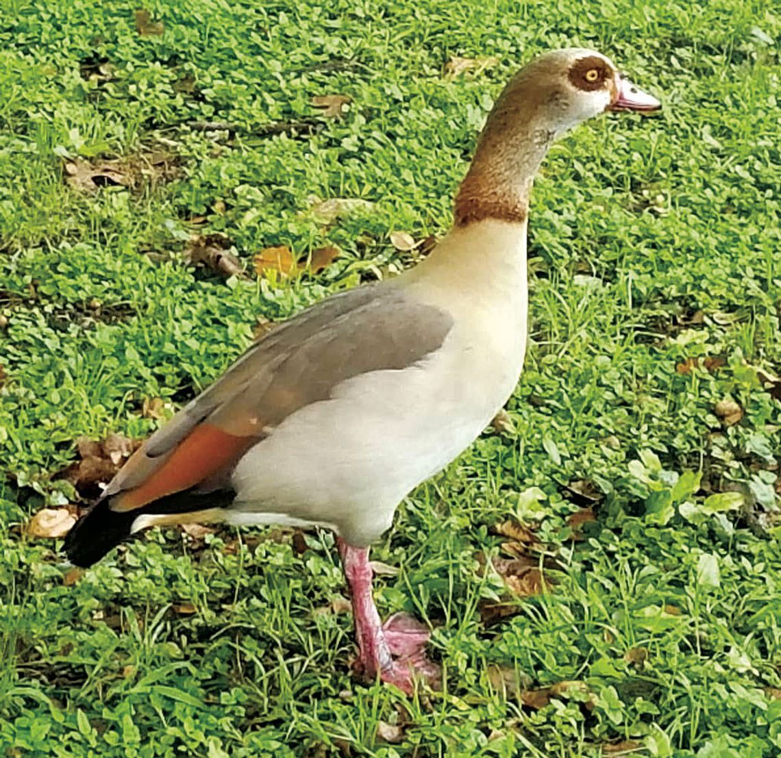 Exploring Nature: Bird Festivals