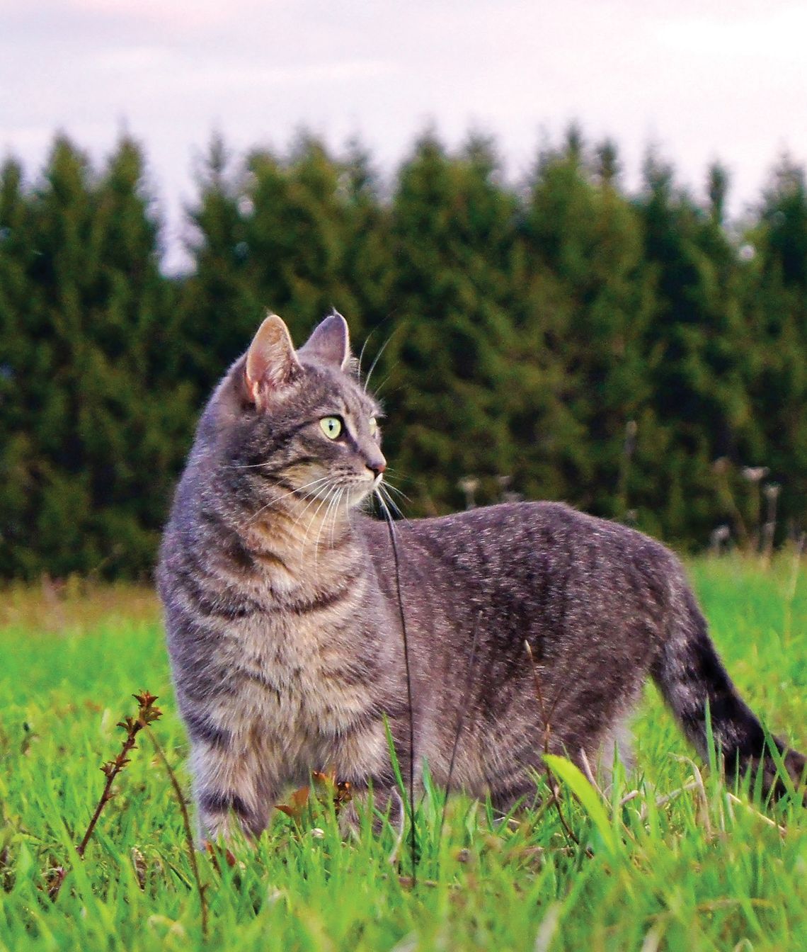 Exploring Nature: Bird Killers