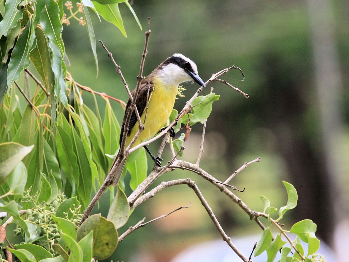 Exploring Nature: Birding Festival