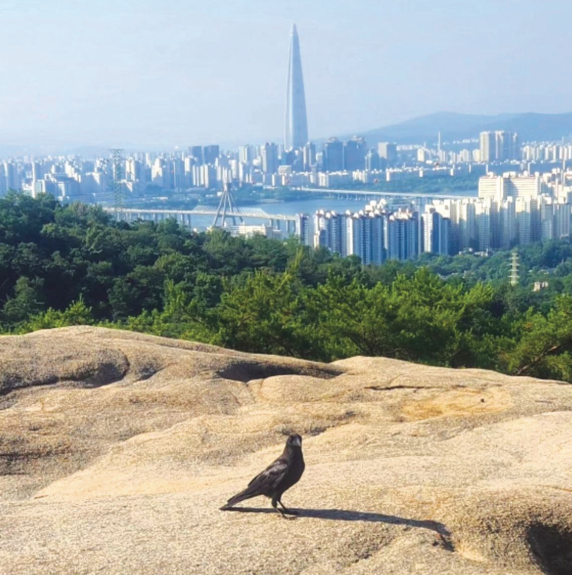 Exploring Nature: Birds at Play