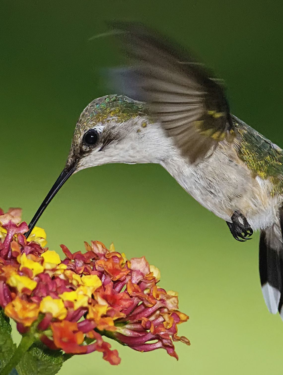 Exploring Nature: Birds in Mud