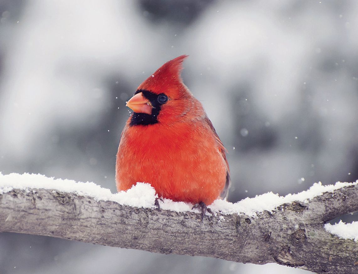 Exploring Nature: Birds In Winter Exploring Nature: Birds In Winter