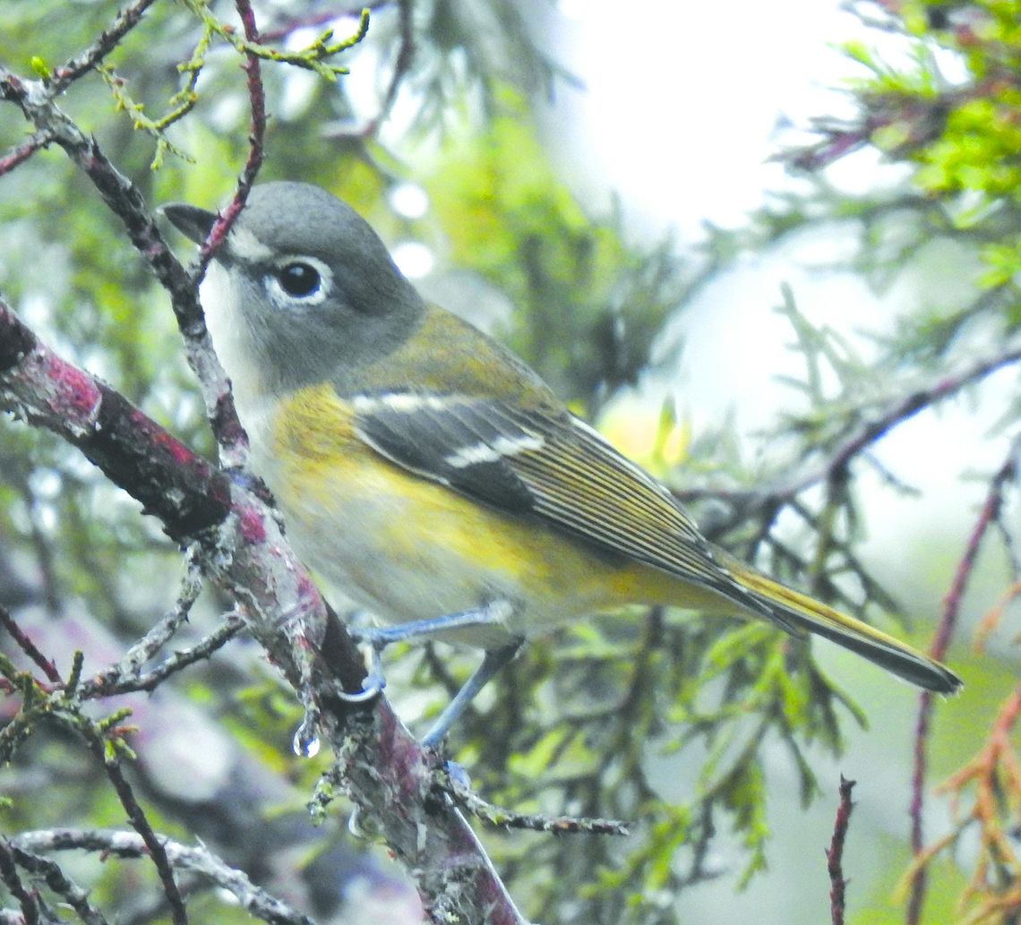 Exploring Nature: Birdwatching is Big Business