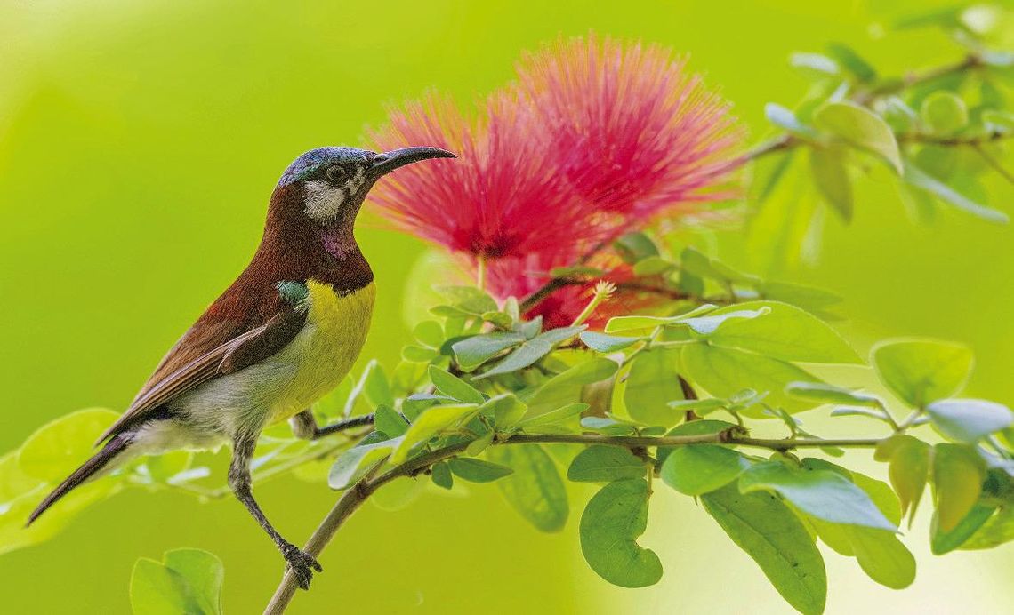 Exploring Nature: Can Birds Smell?