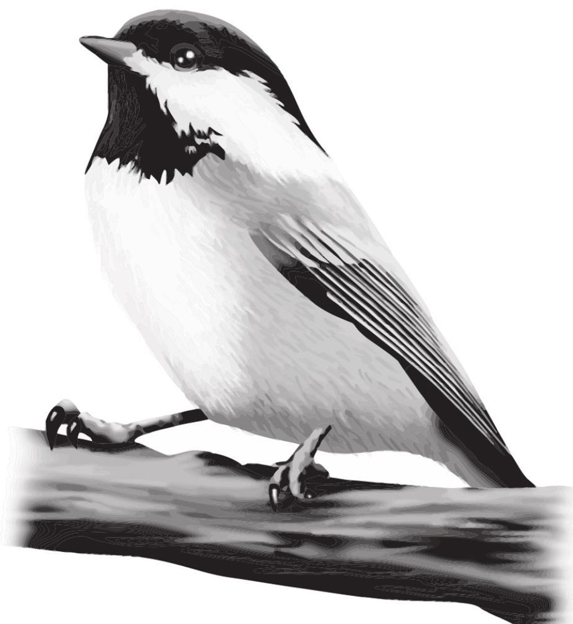 Exploring Nature: Chickadees