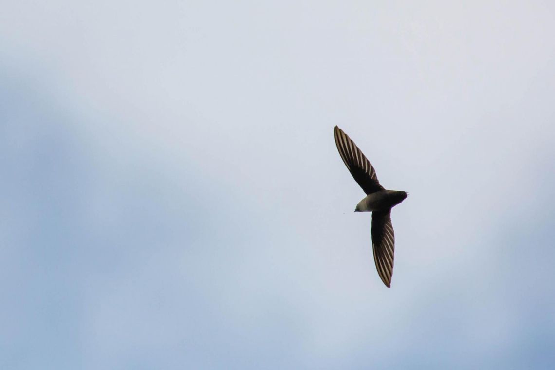 Exploring Nature: Chimney Swifts