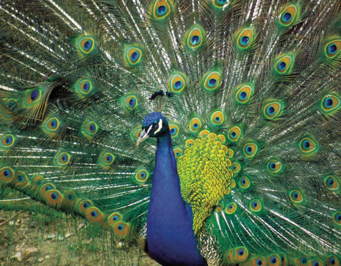 Exploring Nature: Colorful Birds