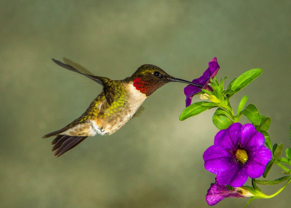 Exploring Nature: Comings & Goings Exploring Nature: Comings & Goings