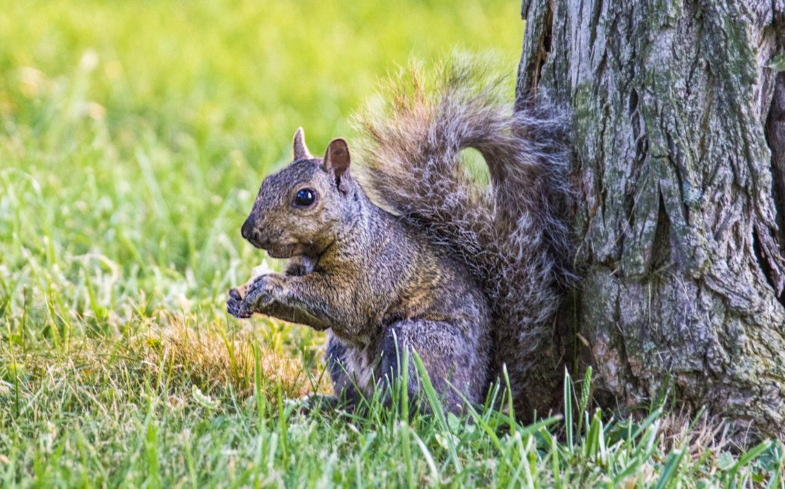 Exploring Nature: Counting Squirrels Exploring Nature: Counting Squirrels