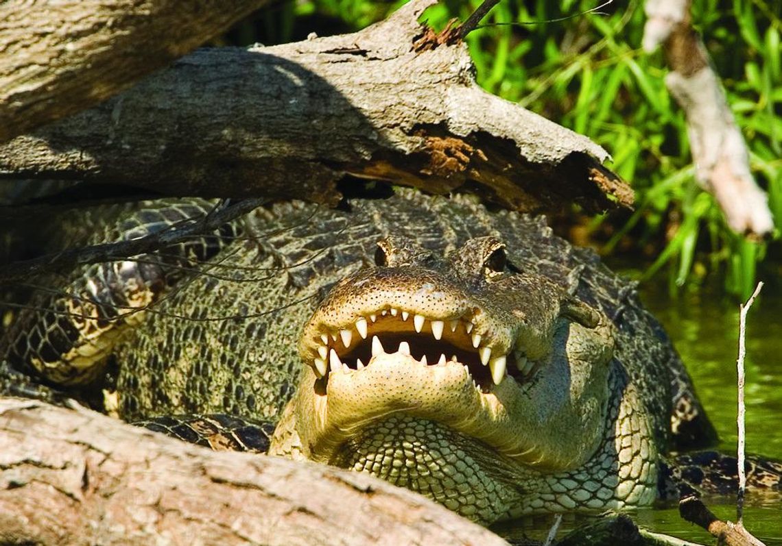 EXPLORING NATURE: CROCODILES