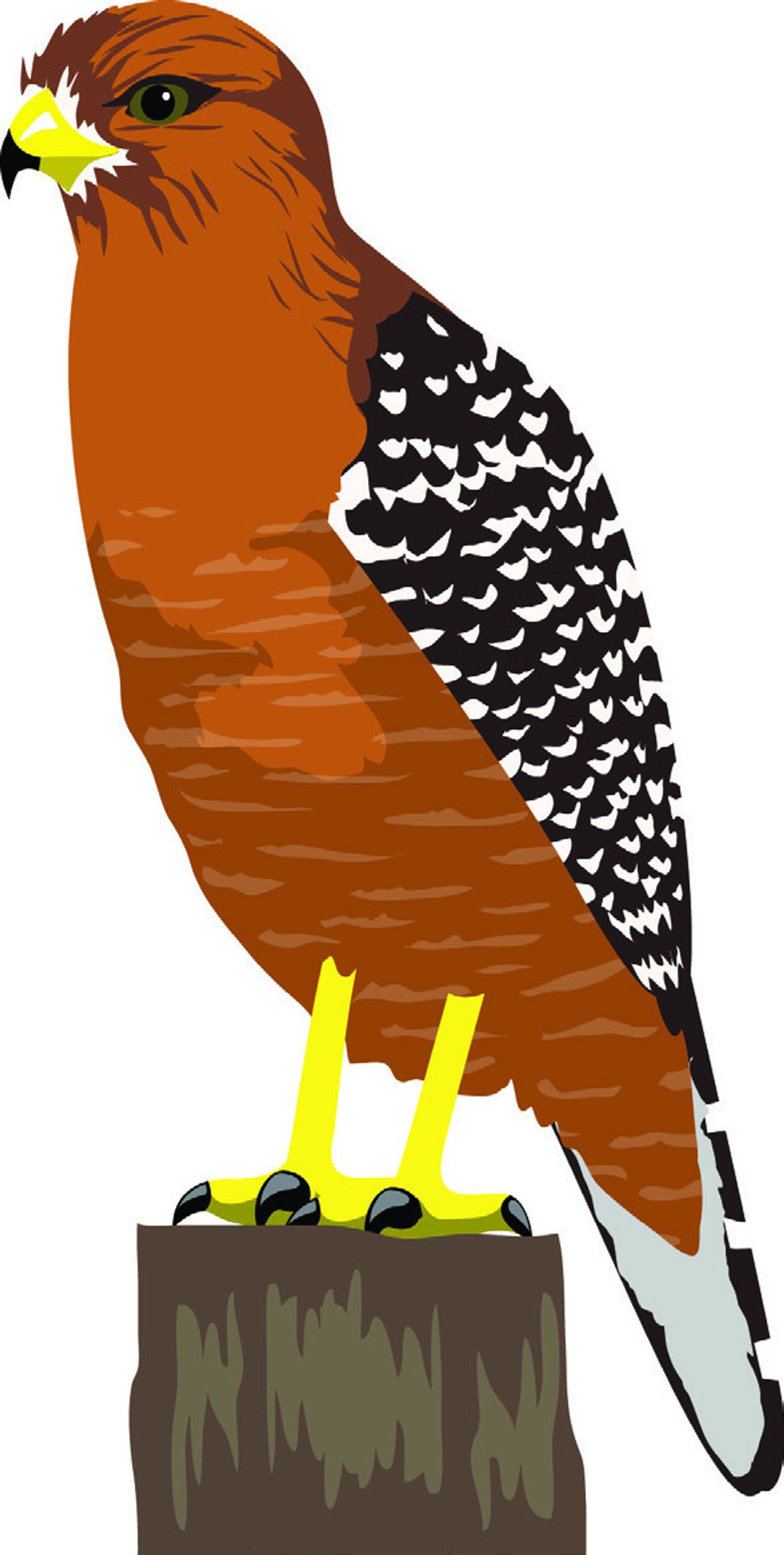 Exploring Nature: Falcons