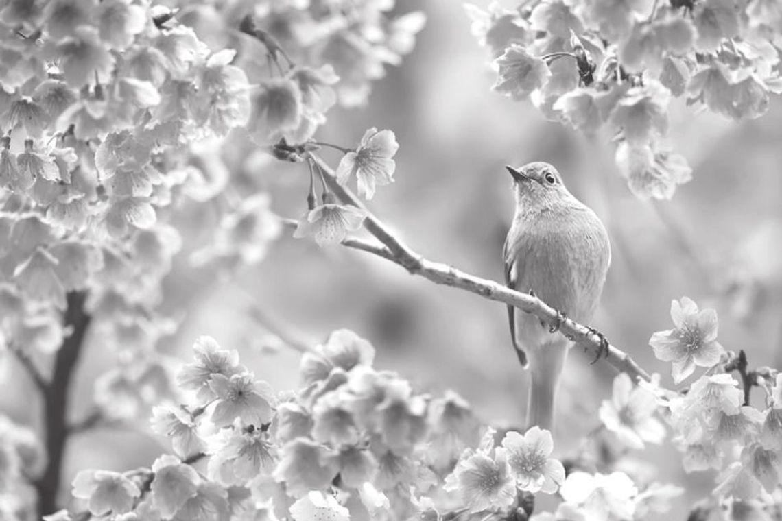 EXPLORING NATURE: FINCHES