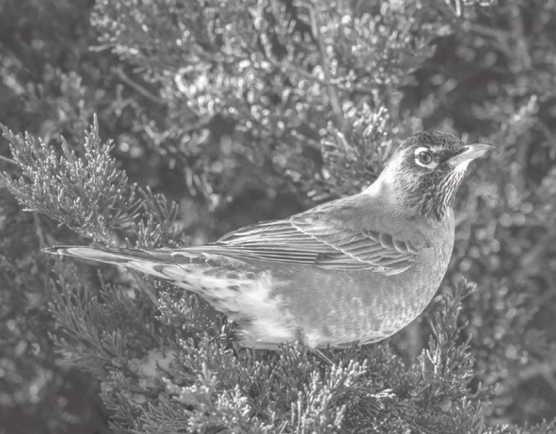 Exploring Nature: First Bird