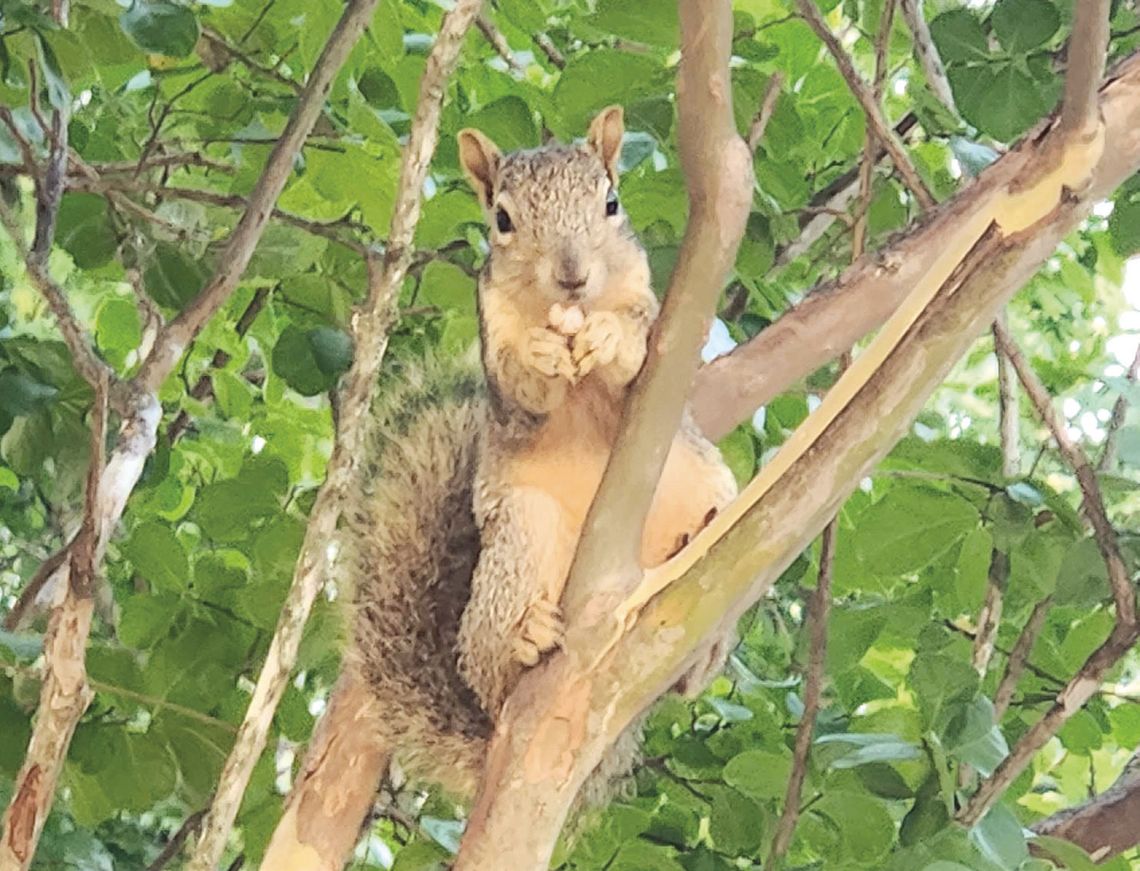 Exploring Nature: Foiling Pesky Squirrels