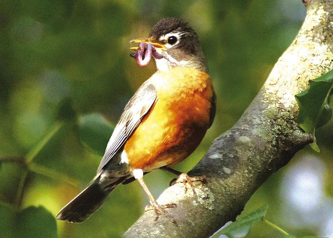 Exploring Nature: He Lived With Birds