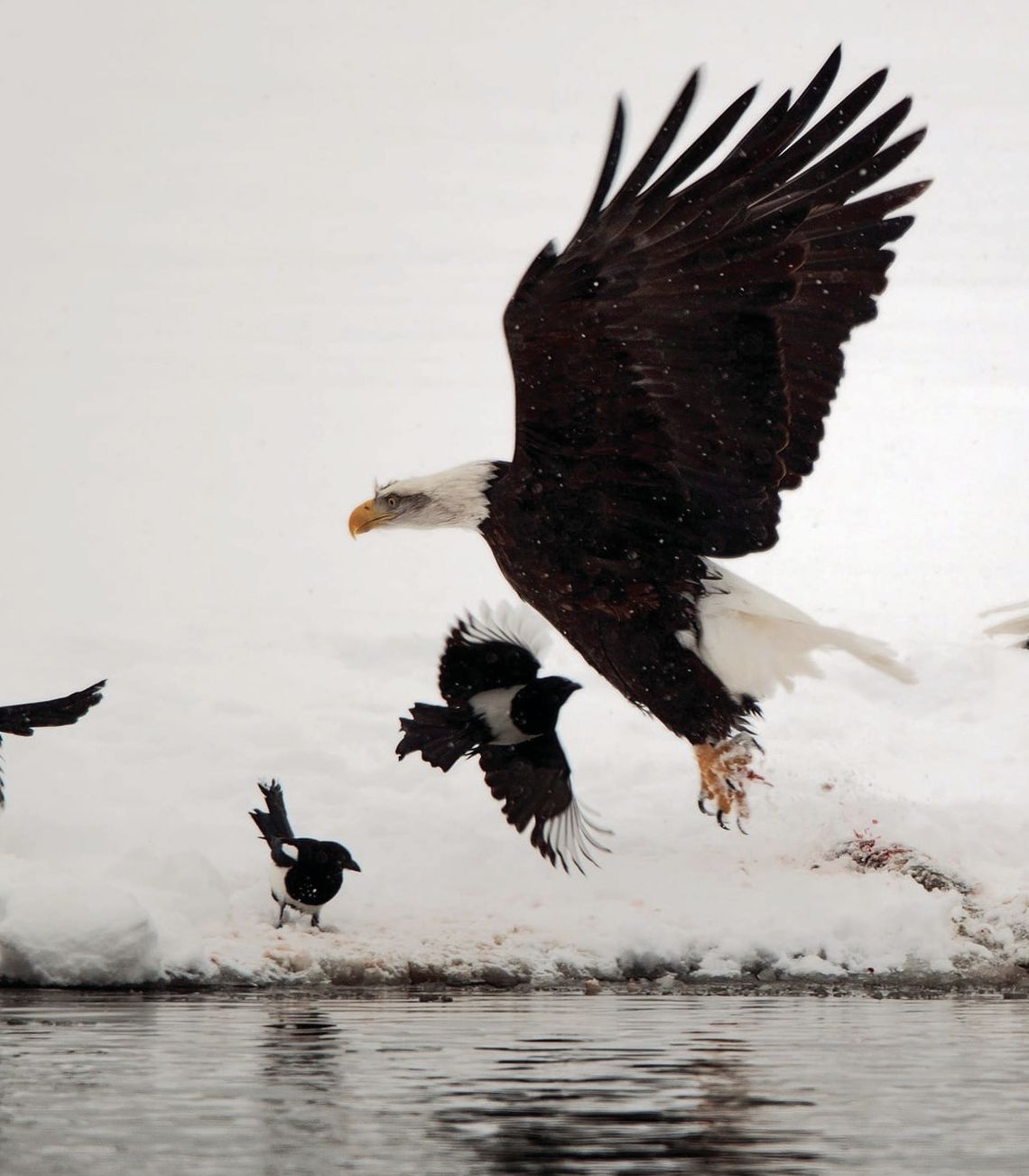 Exploring Nature: Hummers, Haines and Capri