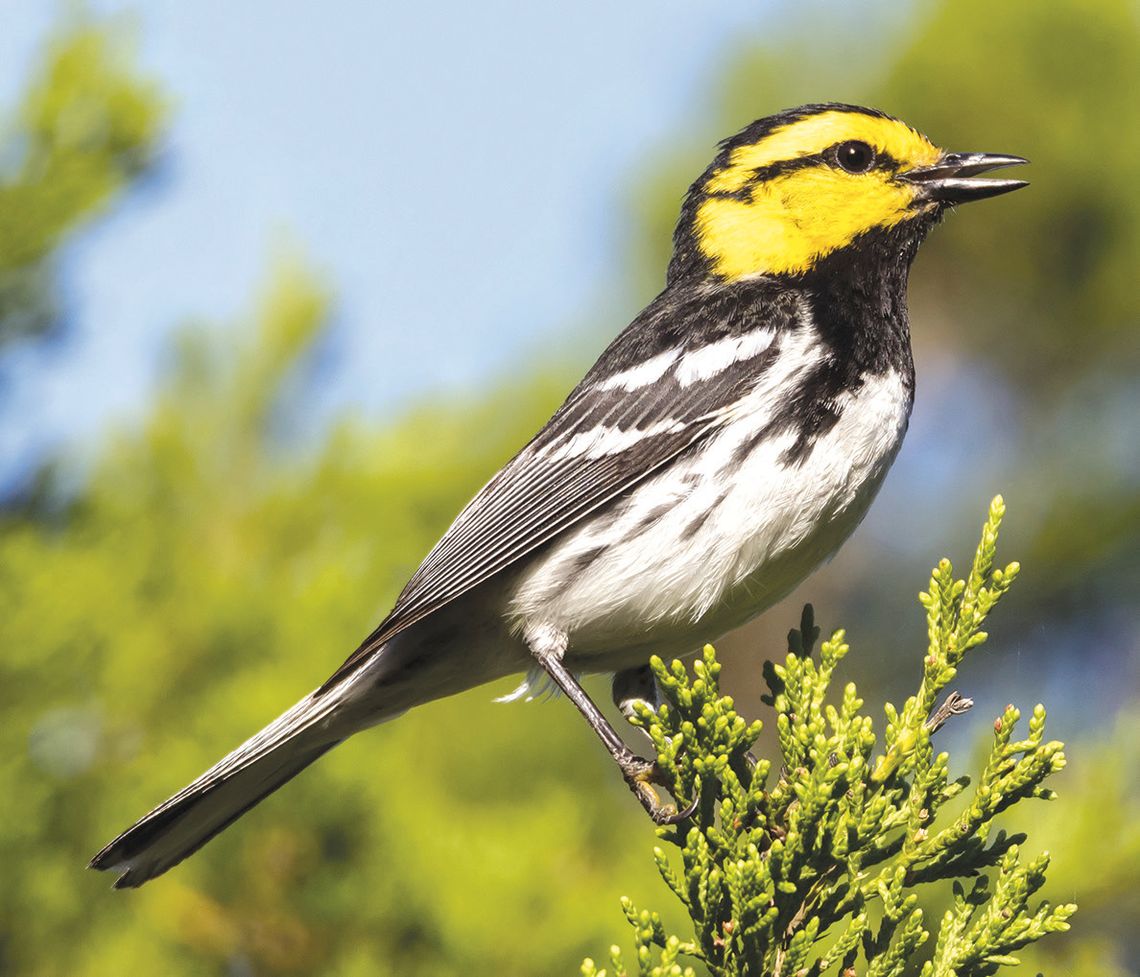 Exploring Nature: Marvelous Migration Exploring Nature: Marvelous Migration