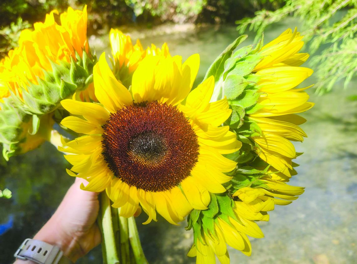 Exploring Nature: Mighty Oaks