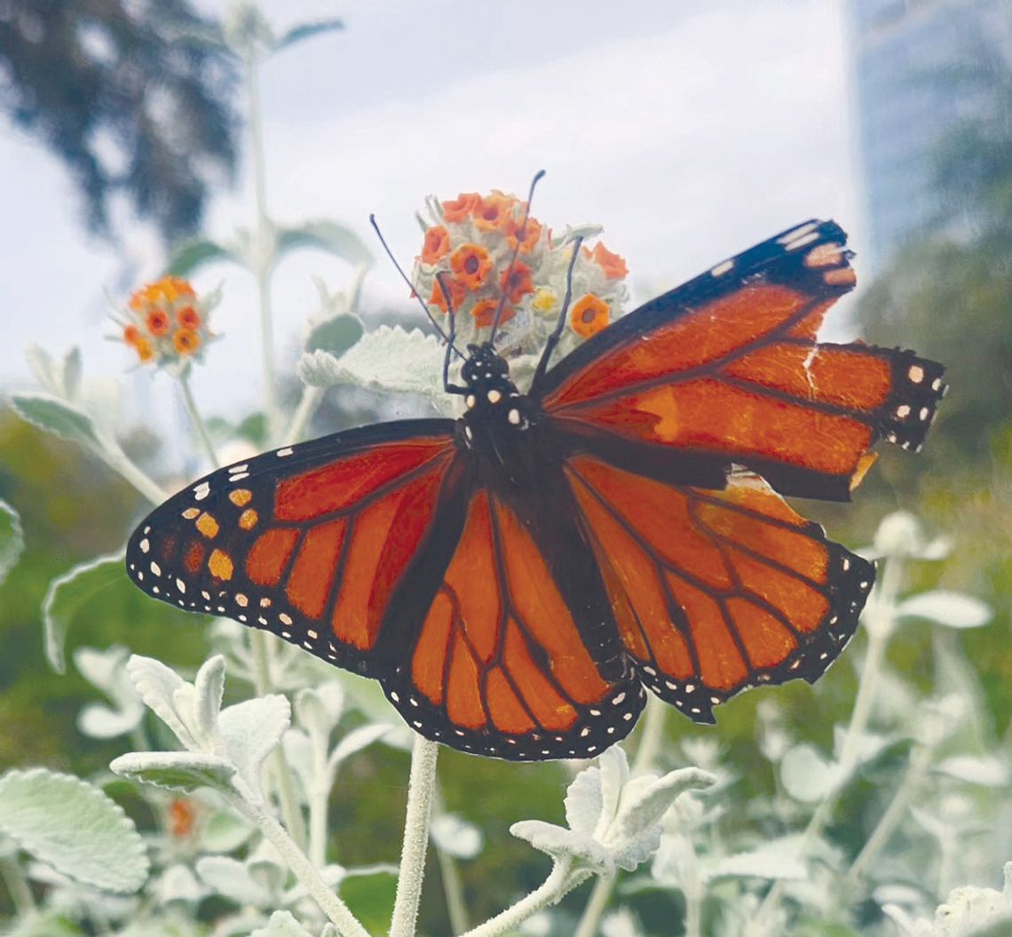 Exploring Nature: Milkweed