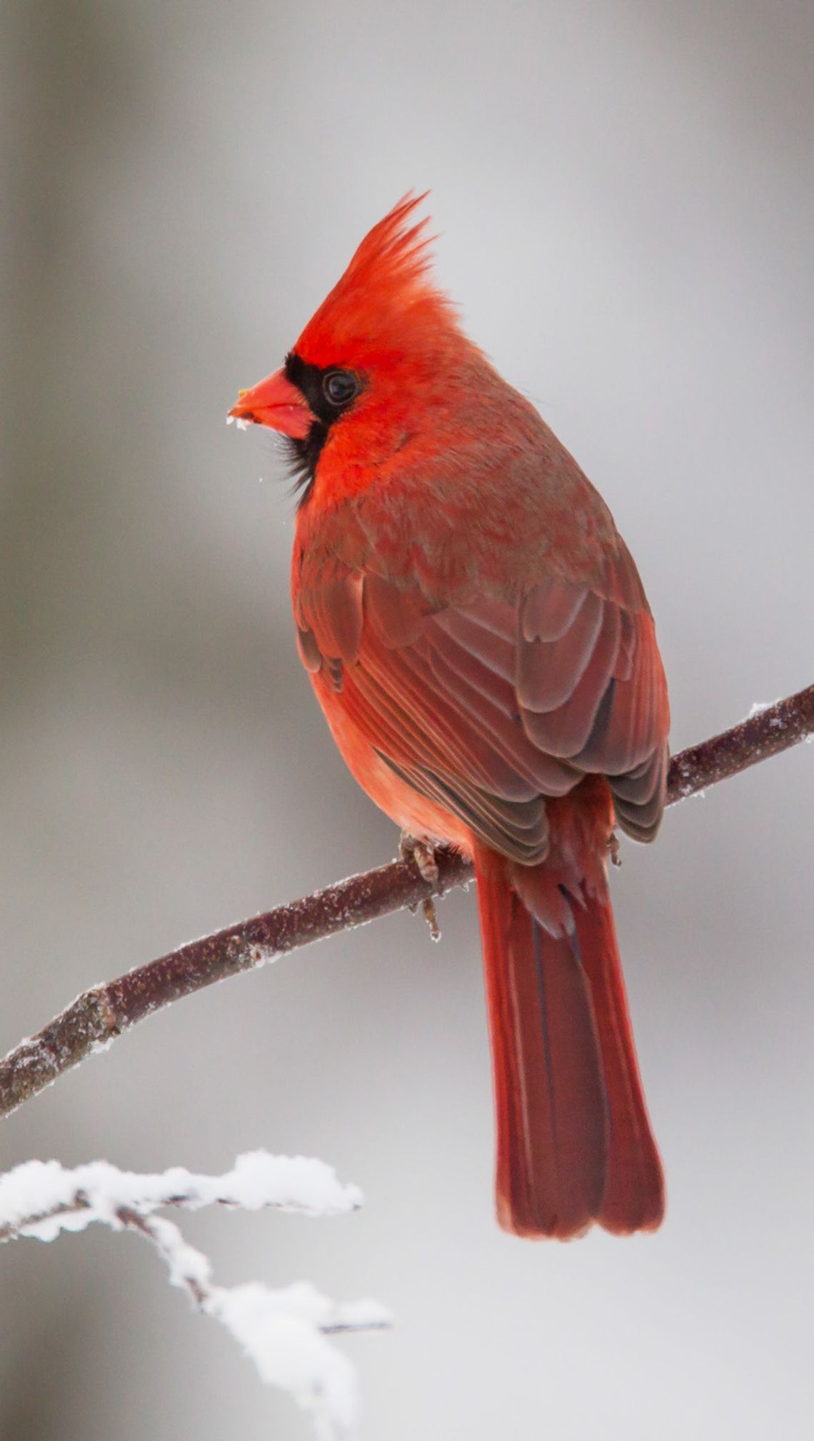Exploring Nature: My Common Birds Exploring Nature: My Common Birds