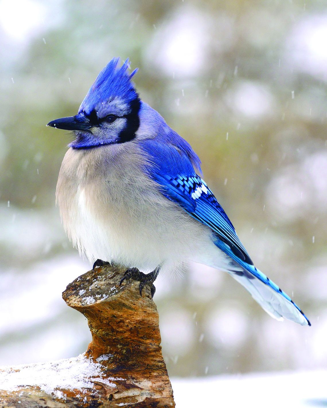 Exploring Nature: New Calendar