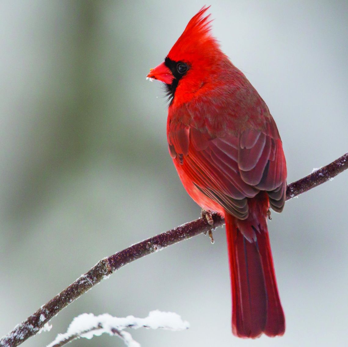 Exploring Nature: Northern Cardinals